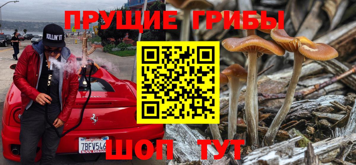 Артём  Псилоцибиновые грибы прущие грибы  Вход с VPN 